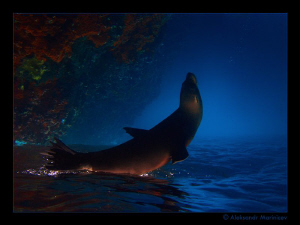 3...2...1...0...Start

Sea Lion, Galapagos Islands
Fli... by Aleksandr Marinicev 